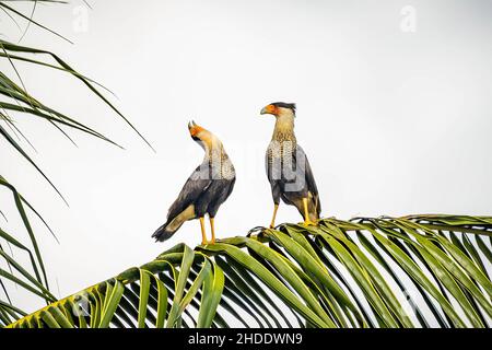 Ein paar schöne Crested Caracara Vögel zusammen auf Palmen im Freien Stockfoto