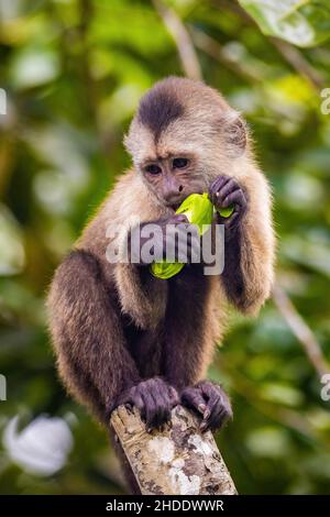 Schönes Porträt von Kapuziner wilden Affen essen Obst auf Baum Stockfoto