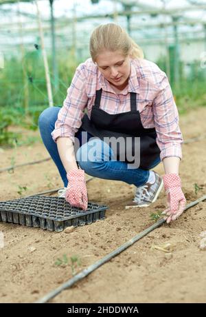 Junge Gärtnerin mit Schürze und Handschuhen, die grüne Sämlinge Pflanzen Stockfoto