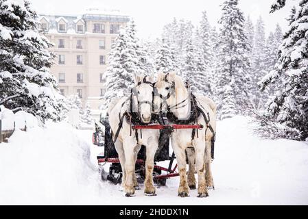 Lake Louise, Kanada - 22 2021. Dez.: Kutschenpferde laufen auf dem gefrorenen Lake Louise Stockfoto