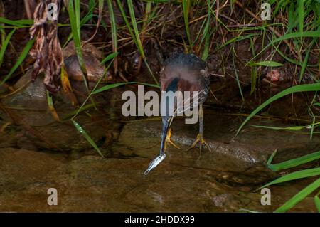 Vadnais Heights, Minnesota. John H. Allison Forest... Ein grüner Reiher, Butorides virescens fangen Fische in einem Bach im Wald. Stockfoto