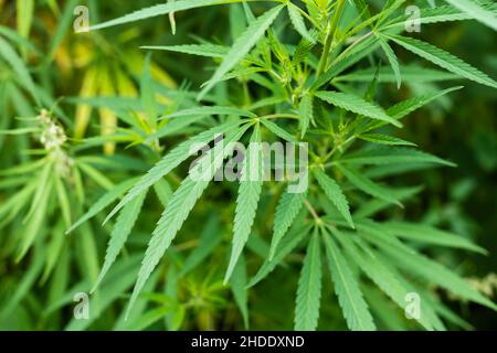 Cannabis Textur Marihuana Blatt Haufen Hintergrund mit flach Vintage-Stil Stockfoto