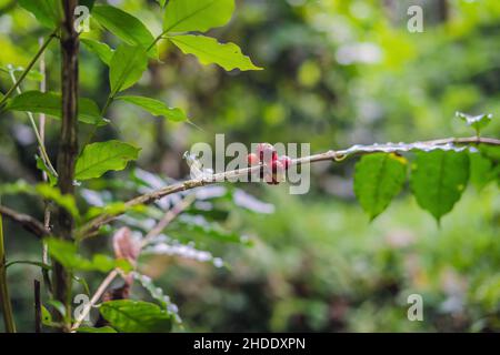 Reifer, roter Wildkaffee auf einem Zweig Stockfoto