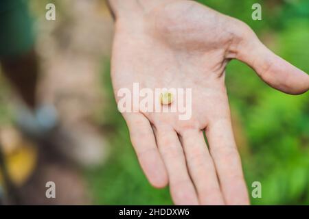 Frische Kaffeebohnen in der Hand des Jungen Stockfoto