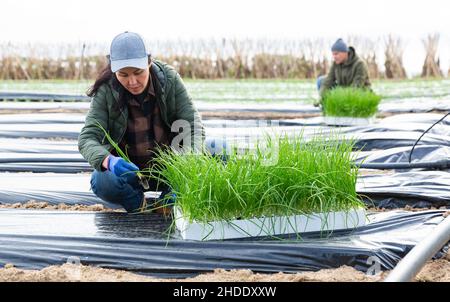 Asiatische Frau Landwirt Pflanzen grüne Zwiebeln im Garten Stockfoto