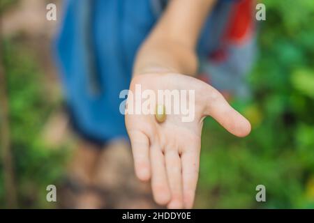 Frische Kaffeebohnen in der Hand des Jungen Stockfoto