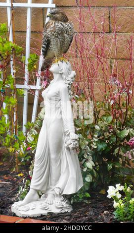 Jungtier-Rotschulter-Falke (Buteo lineatus elegans) sitzt auf einer Gartenstatue im Regen, Huntington Beach, Kalifornien Stockfoto