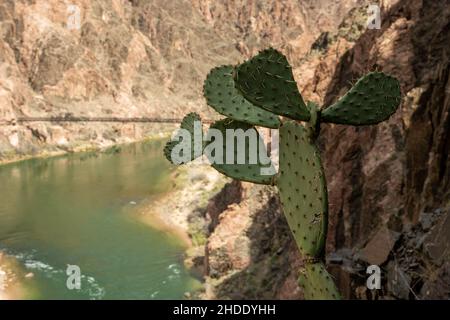 Der Kaktus aus stacheligen Birnen hängt am Cliffs Edge über dem Colorado River im Grand Canyon Stockfoto