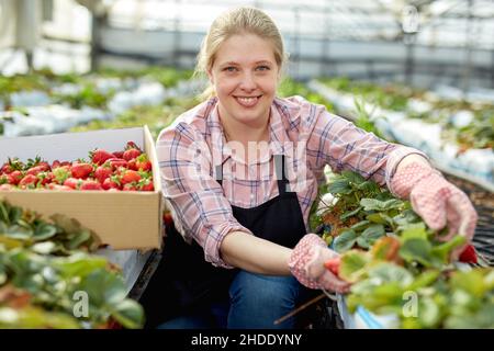 Frau pflückt Erdbeere im Gewächshaus Stockfoto