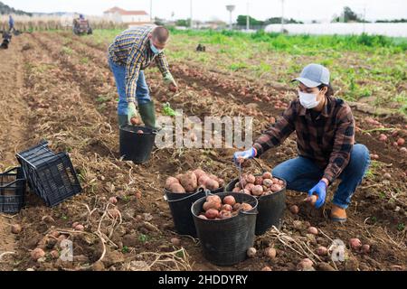 Ein paar Bauern in Masken Kartoffeln ernten Stockfoto