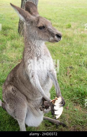 Eastern Grey Kangaroo (Macropus giganteus) genießt ein gestohlenes Vegemite Sandwich. Es gibt nicht viel mehr Australier als dieses! Stockfoto