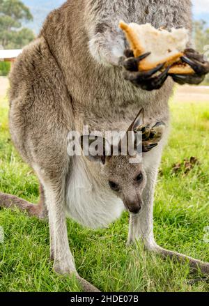 Eastern Grey Kangaroo (Macropus giganteus) genießt ein gestohlenes Vegemite Sandwich. Es gibt nicht viel mehr Australier als dieses! Stockfoto