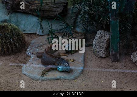 Grüner Leguan, Leguan liegt auf einem Stein. Stockfoto