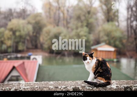 Bild einer Calico-Katze, die in Pancevo, Serbien, steht und posiert. Eine Calico Katze ist eine Hauskatze jeder Rasse mit einem dreifarbigen Fell. Die Calico-Katze ist m Stockfoto