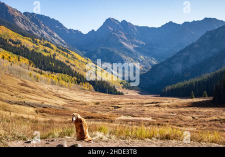 Golden Retriever Hund, der an einem sonnigen und warmen Herbsttag mit saisonal wechselnden Farben eine malerische Aussicht auf die Rocky Mountains in Colorado bietet, USA Stockfoto