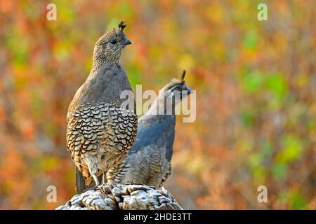 Eine weibliche California Quail 'Callipepla californica' und ihr Küken saßen auf einem Stück Treibholz-Baumstamm am Ufer von Vancouver Island, Kanada Stockfoto