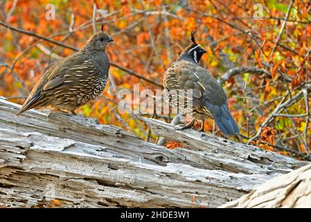 Ein Paar California Quail 'Callipepla californica'; auf einem Treibholzstamm am Ufer von Vancouver Island British Columbia, Kanada. Stockfoto