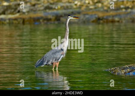 Ein Blaureiher (Ardea herodias), der im seichten Wasser auf der Suche nach Fischen an der Küste auf Vancouver Island British Columbia, Kanada, wat Stockfoto