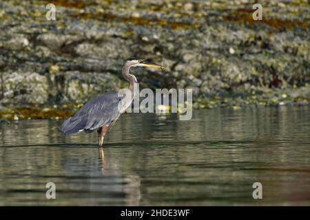 Ein Blaureiher (Ardea herodias), der im seichten Wasser watend einen Aal wie Fische an der Küste auf Vancouver Island, British Columbia, Kanada, fängt Stockfoto