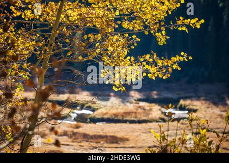 Gelbe Espenblätter mit Blick auf eine malerische Wiese mit einem gewundenen Fluss in den felsigen Bergen an einem sonnigen und warmen Herbsttag, Colorado, USA Stockfoto