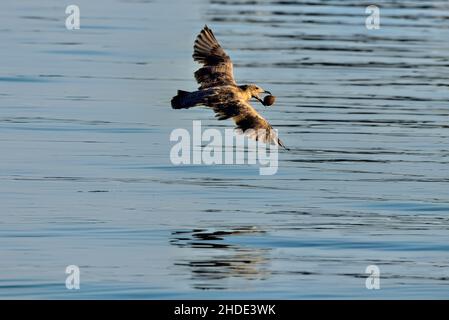 Eine Möwe mit einer großen Buttermuschel im Schnabel, die am Ufer auf Vancouver Island British Columbia Canada entlang fliegt. Stockfoto