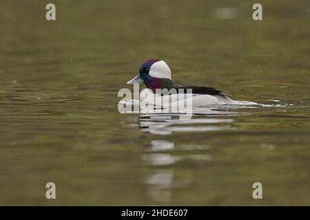 Bufflehead (Bucephala albeola), Sacramento County, Kalifornien, USA Stockfoto