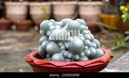 Mammillaria Kaktus in rotem Topf mit unscharfem Hintergrund Stockfoto