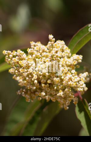 Weiß blühende Stamatine racemose Rispe von ruhenden Sumac, Malosma Laurina, Anacardiaceae, einheimischen Strauch in den Santa Monica Mountains, Sommer. Stockfoto