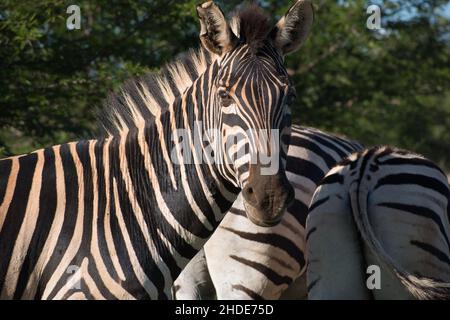 Neugierige Ebenen Zebra in der späten Nachmittagssonne gefangen. Equus quagga, ehemals Equus burchelii Stockfoto