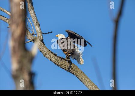 Ein erwachsener Weißkopfseeadler, der von einem Baum in der Nähe des Mississippi River in Gladstone, Illinois, abfliegt Stockfoto
