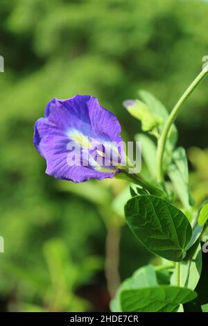 Leuchtendes Lila wunderschöne Schmetterlingsblüte oder Aparajita blüht auf dem Baum Stockfoto