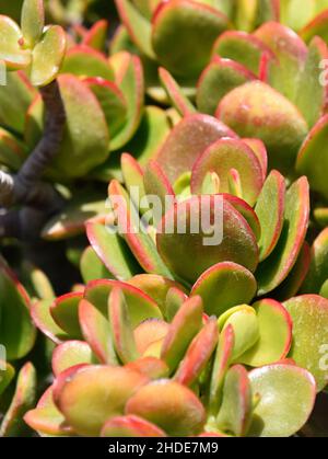 Grünes und rotes Laub auf einer Paddelpflanze Kalanchoe luciae Stockfoto