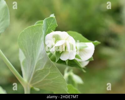 Erbsenarten Pisum sativum Garten Erbsenarten weiße Blume und Laub Stockfoto