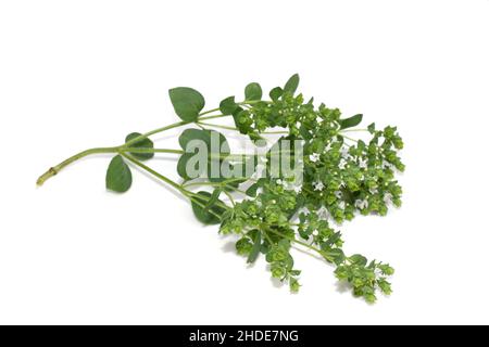 Origanum vulgare süße Majoran-Pflanze blühende weiße Blüten isoliert Stockfoto