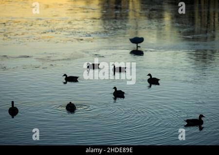 Winter, Waschervögel an einem Wasserloch im Eis auf der Havel, Insel Eiswerder, Haselhorst, Spandau, Berlin, Deutschland Stockfoto