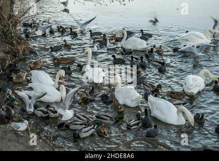 Winter, Waschervögel an einem Wasserloch im Eis auf der Havel, Insel Eiswerder, Haselhorst, Spandau, Berlin, Deutschland Stockfoto