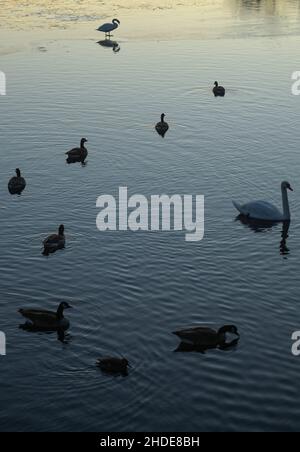 Winter, Waschervögel an einem Wasserloch im Eis auf der Havel, Insel Eiswerder, Haselhorst, Spandau, Berlin, Deutschland Stockfoto