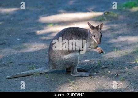 Dusky pademelon, Thylogale brunii, Beuteltier, Porträt Stockfoto