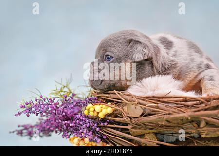 Merle tan Französisch Bulldog Hund Welpen im Tiernest mit Blumen geschmückt Stockfoto