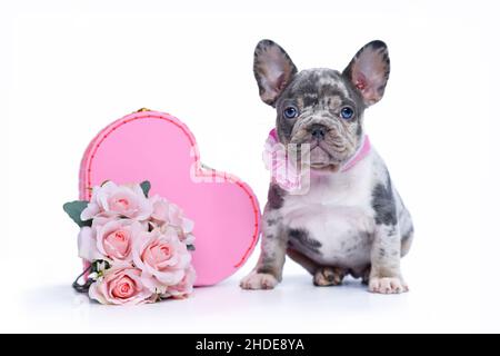 Niedlicher Merle French Bulldog Hund Welpe sitzt neben Valentinstag Kofferraum-Box in Form von rosa Herz mit Rosen auf weißem Hintergrund Stockfoto