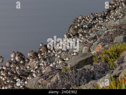 Gemischte Watvögel Schar von Dunlin und Western Sandpiper, und andere Watvögel bei Flut zu droost. Kalifornien. Stockfoto