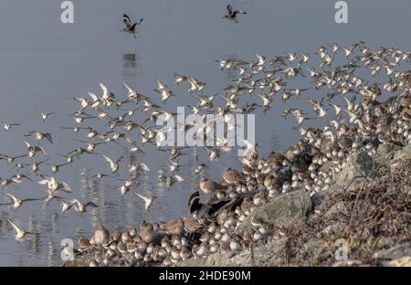 Mischwaderschar von Dunlin und Western Sandpiper, im Flug im Winter, kommt in die Flut-Flut-Flut. Kalifornien. Stockfoto