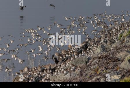 Mischwaderschar von Dunlin und Western Sandpiper, im Flug im Winter, kommt in die Flut-Flut-Flut. Kalifornien. Stockfoto