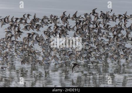 Teil einer gemischten Wattleine-Herde, hauptsächlich westliche Sandpipers und Dunlins im Flug bei Flut, Winter; Kalifornien. Stockfoto