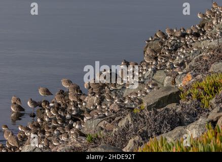 Gemischte Watvögel Schar von Dunlin und Western Sandpiper, und andere Watvögel bei Flut zu droost. Kalifornien. Stockfoto