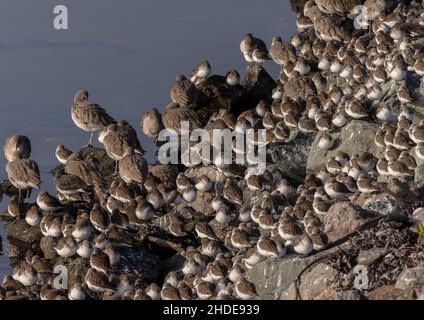 Gemischte Watvögel Schar von Dunlin und Western Sandpiper, und andere Watvögel bei Flut zu droost. Kalifornien. Stockfoto