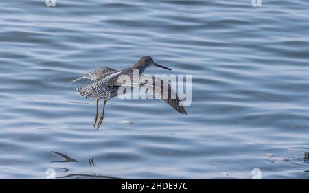 Kurzschnabel-Mitgipper, Limnodromus griseus, im Flug über seichte Küstengewässer, Winter. Kalifornien. Stockfoto