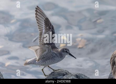 Überwintern roter Knoten, Calidris canutus, in Kalifornien. Stockfoto