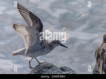 Überwintern roter Knoten, Calidris canutus, in Kalifornien. Stockfoto