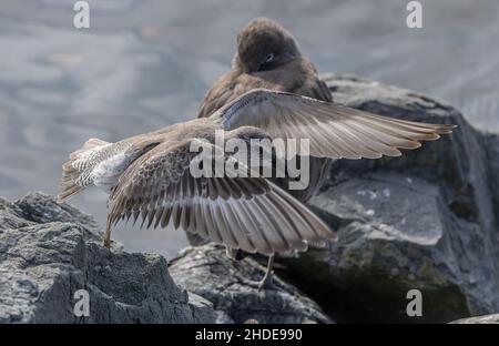 Überwintern roter Knoten, Calidris canutus, in Kalifornien. Stockfoto